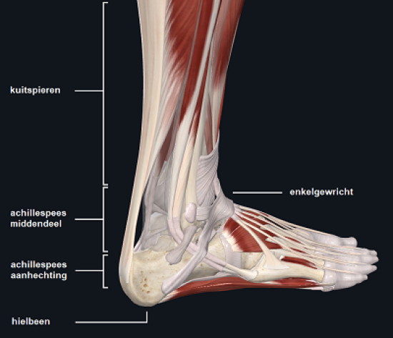 Anatomie van achillespees pijn of een achillespeesblessure