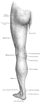 Anatomie van een hamstring blessure