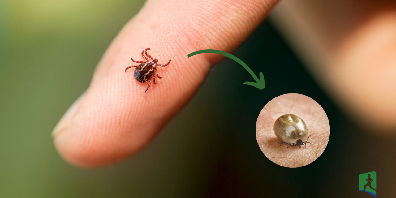 Week van de Teek: ga je naar buiten? Zo voorkom je een tekenbeet